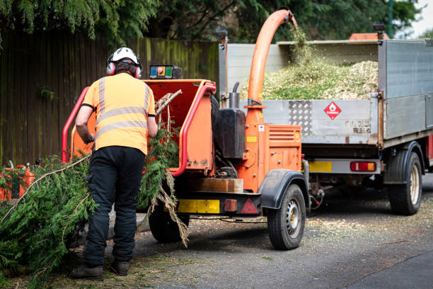 Best Tree Health Inspection  in Iyanbito, NM